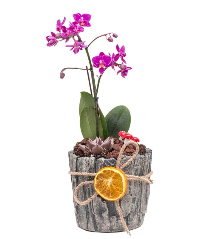 Mini Orkide Ve Sukulent