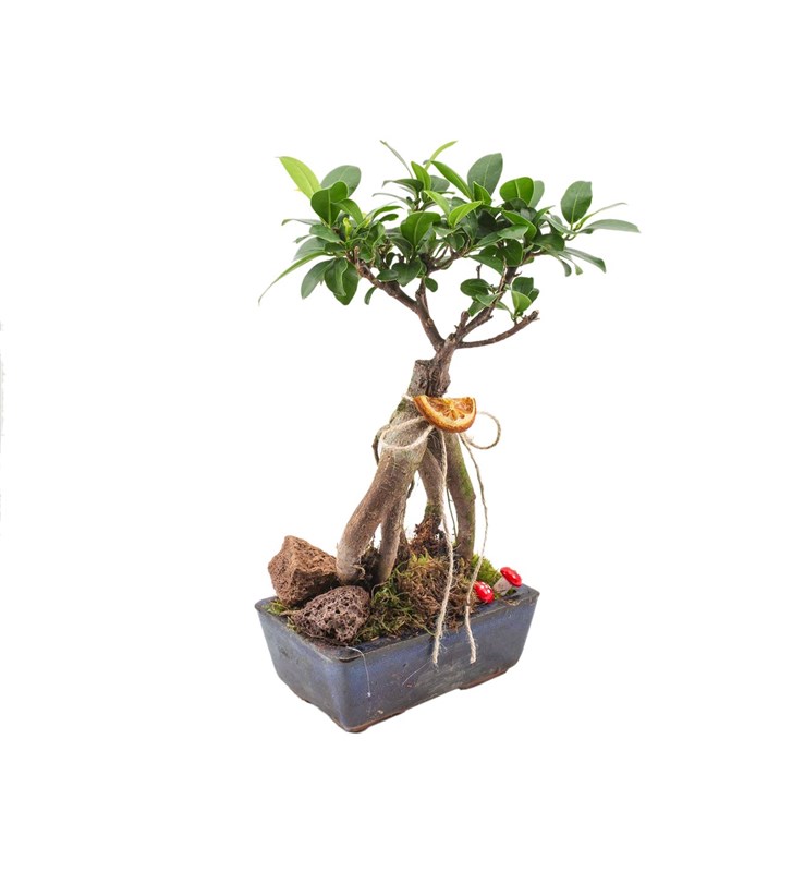 Ficus Bonsai Tasarımı