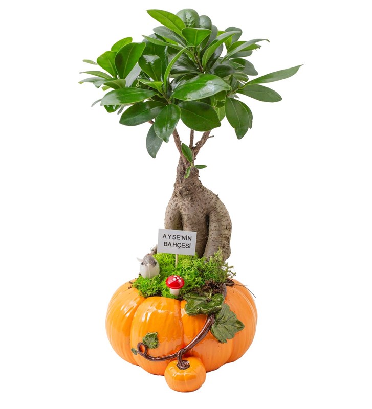 Kişiye Özel Ficus Bonsai Tasarım