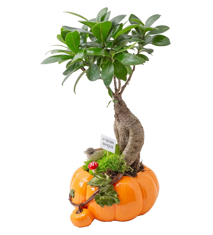Kişiye Özel Ficus Bonsai Tasarım