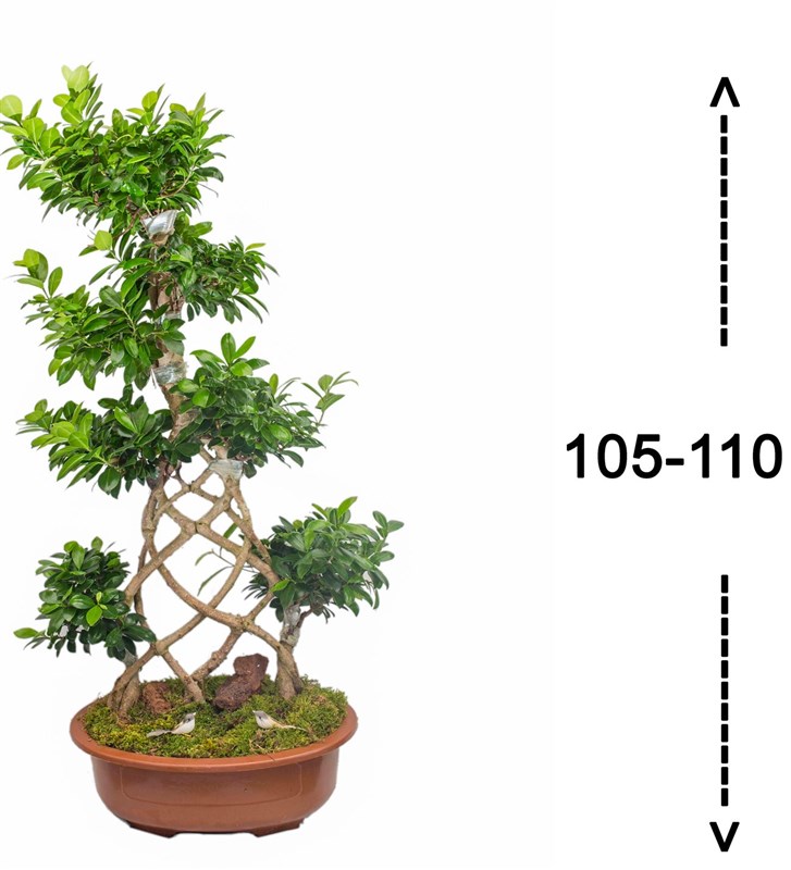 Örgülü Ficus Bonsai 110 Cm
