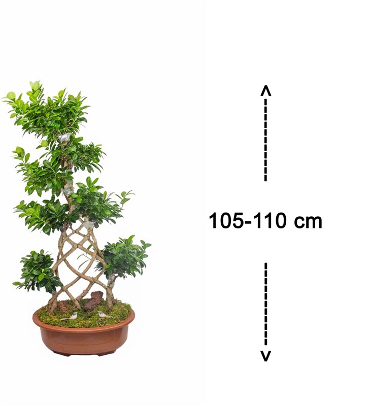 Örgülü Ficus Bonsai 110 Cm