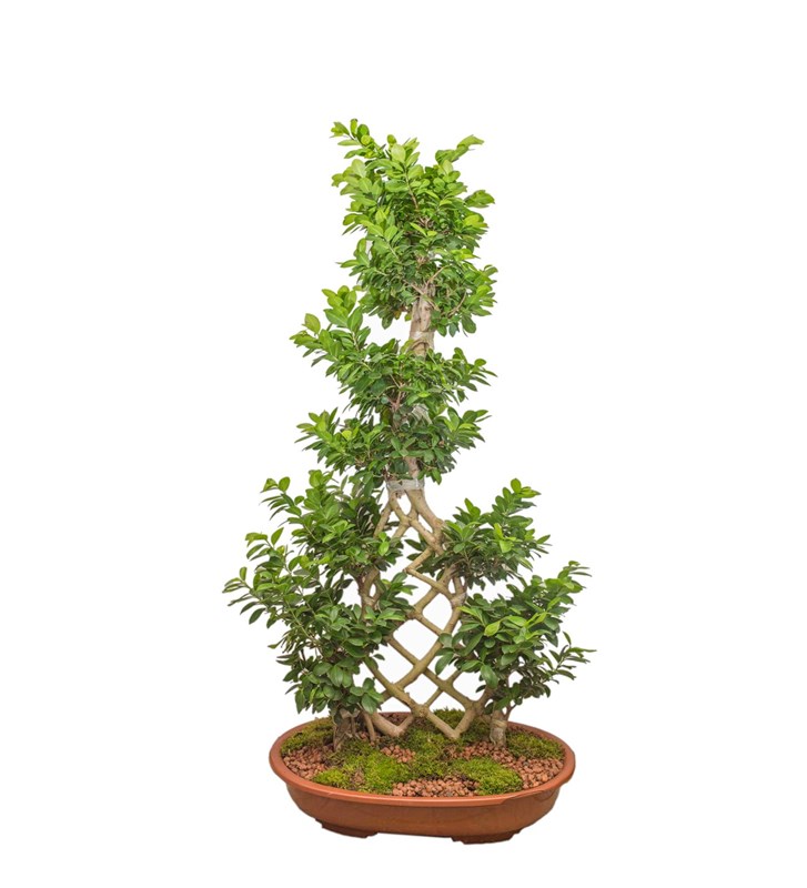 Örgülü Ficus Bonsai 150 Cm