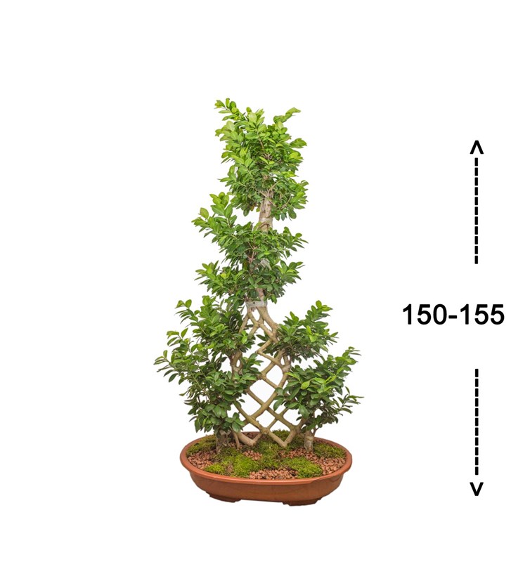 Örgülü Ficus Bonsai 150 Cm