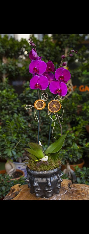 Fuşya Orkide Tasarımı