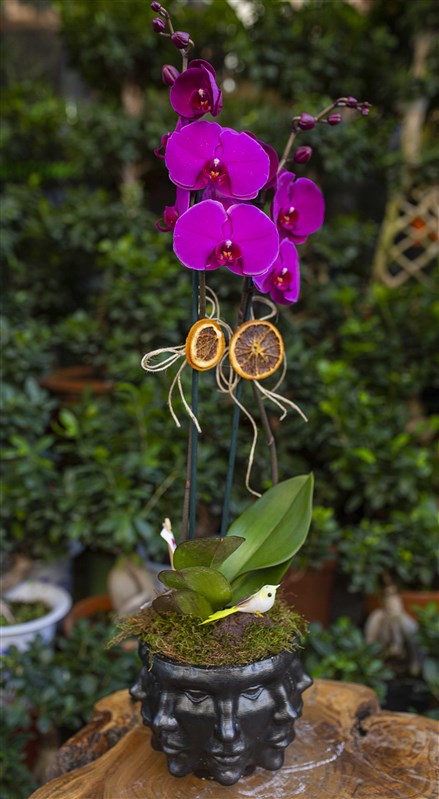 Fuşya Orkide Tasarımı