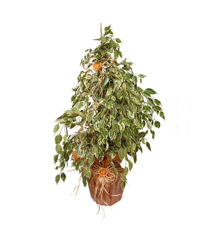 Ficus Benjamin Starlight 105 cm