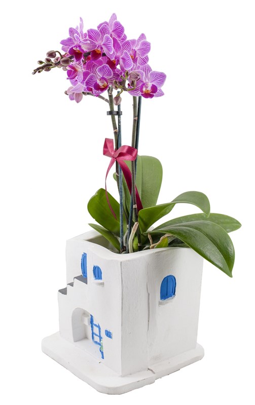 Bodrum Evi Midi Orkide Tasarımı