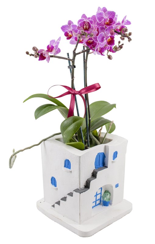 Bodrum Evi Midi Orkide Tasarımı