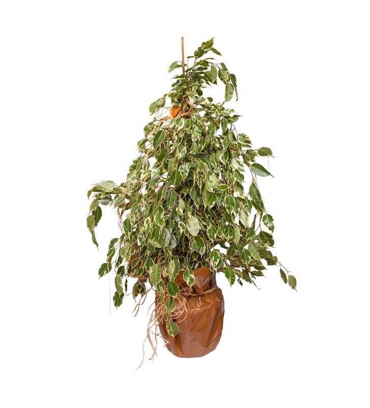 Ficus Benjamin Starlight 105 cm
