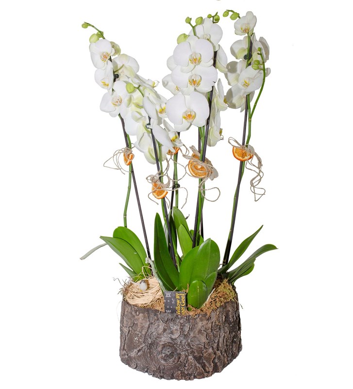 Beyaz Orkide Tasarımı 6 Dal