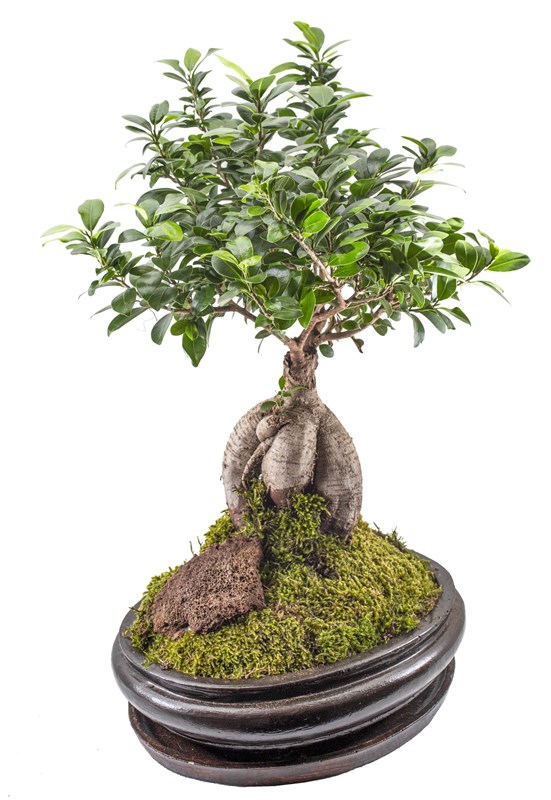 Ficus Bonsai Tasarımı 60 cm
