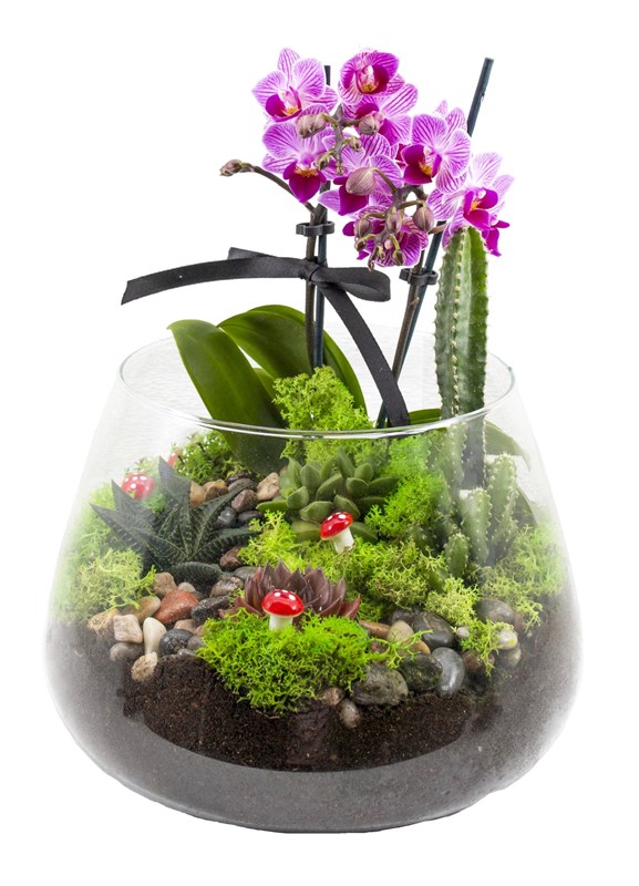 Mini Orkide ve Sukulent Tasarımı