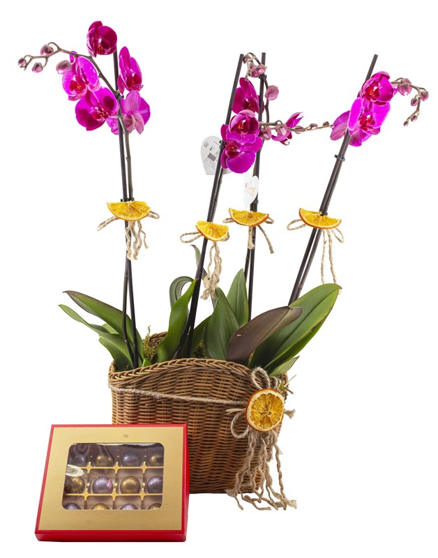 Orkide Sepeti ve Çikolata Tasarım