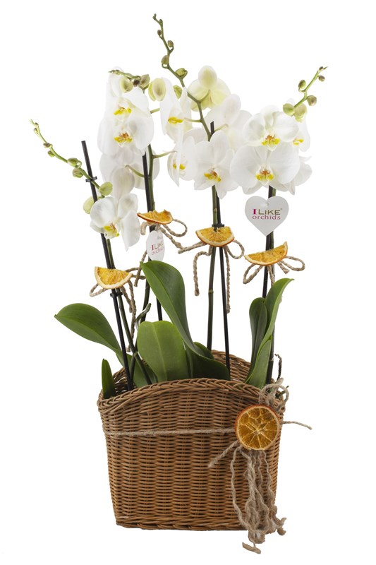 Beyaz Orkide Sepeti