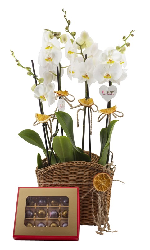 Beyaz Orkide Sepeti ve Çikolata Tasarımı