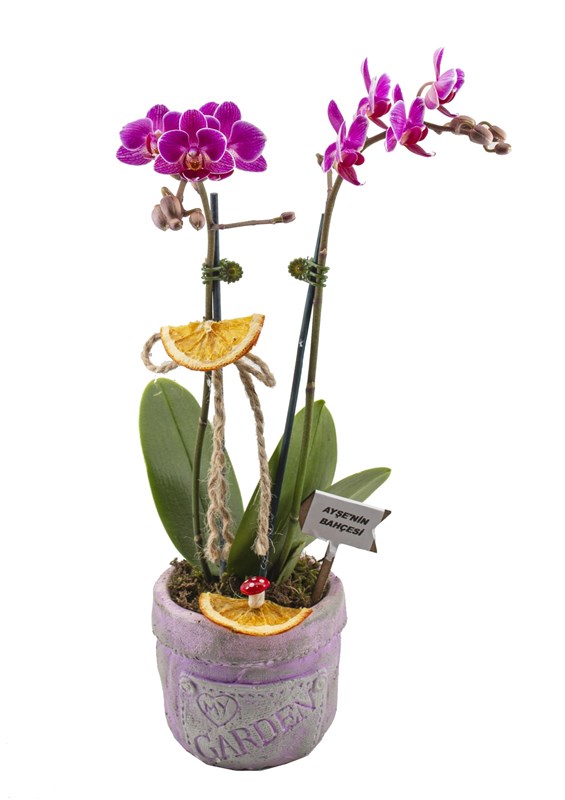 Kişiye Özel Midi Orkide Tasarımı