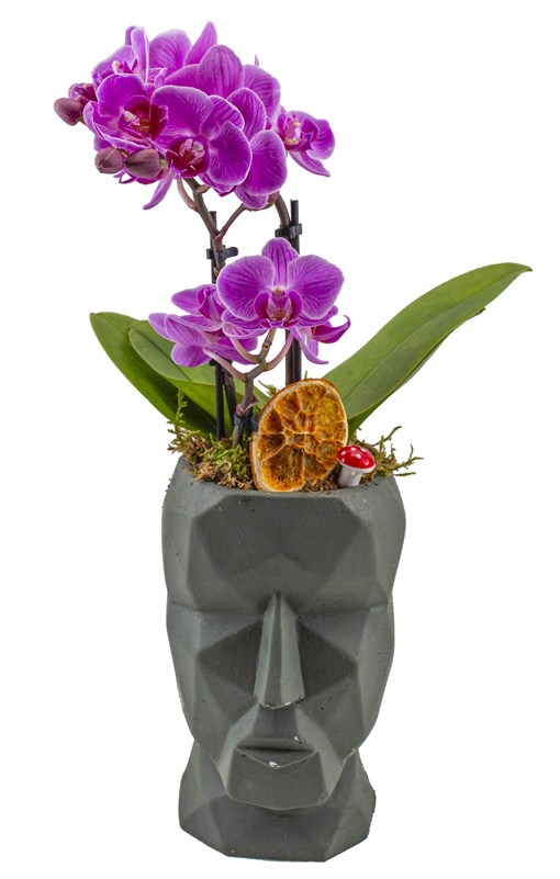 Dekor Vazoda Mini orkide Tasarımı