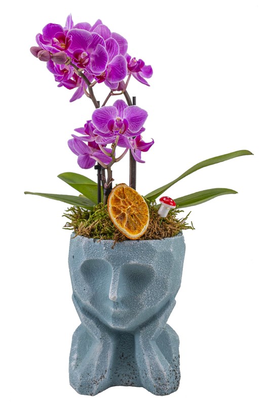 Dekor Vazoda Mini Orkide Tasarımı