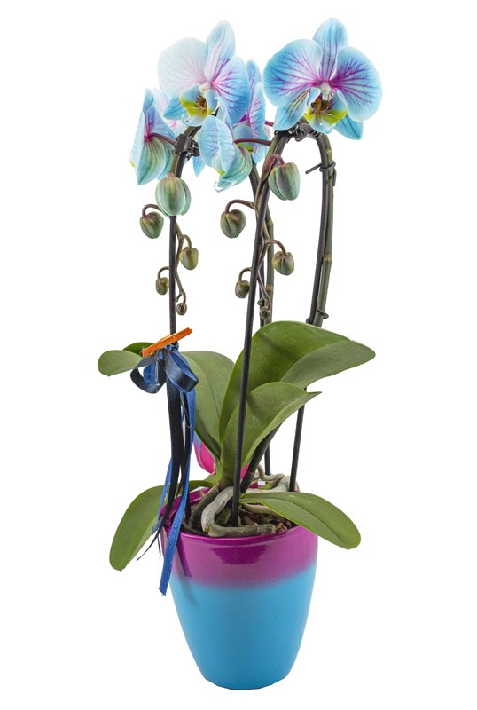 Bordo Mavi Orkide Tasarımı