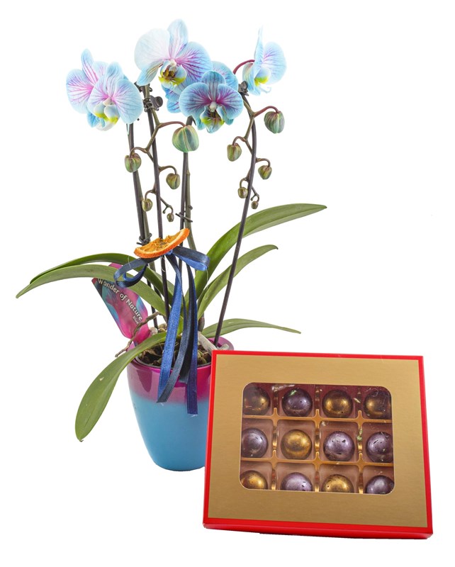 Bordo Mavi Orkide ve Çikolata Tasarımı