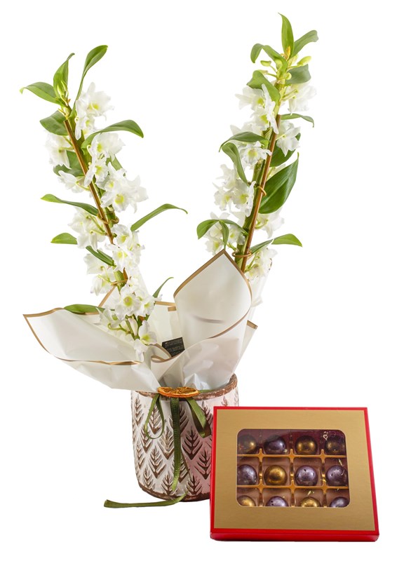 Dendrobium Bambu Orkide ve Çikolata Tasarımı