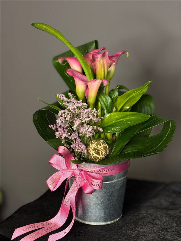 CALLA