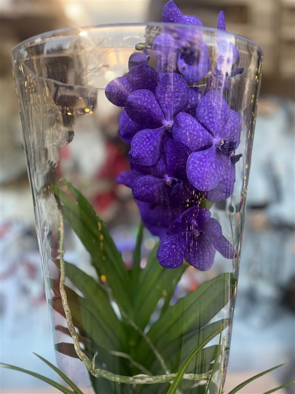 VANDA ORCHİD