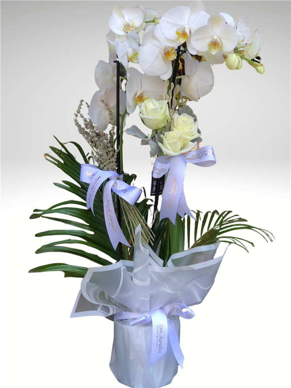ÇİFT DALLI BEYAZ ORKİDE
