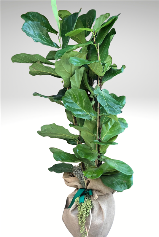Ficus Lyrata Bambino