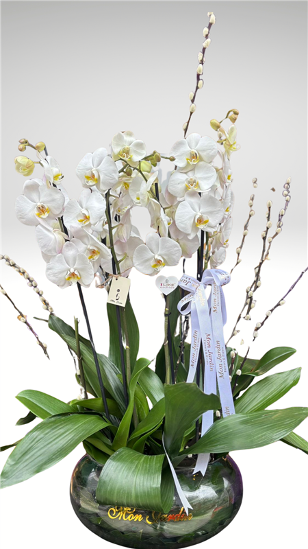 BEYAZ ORKİDE ARANJMANI