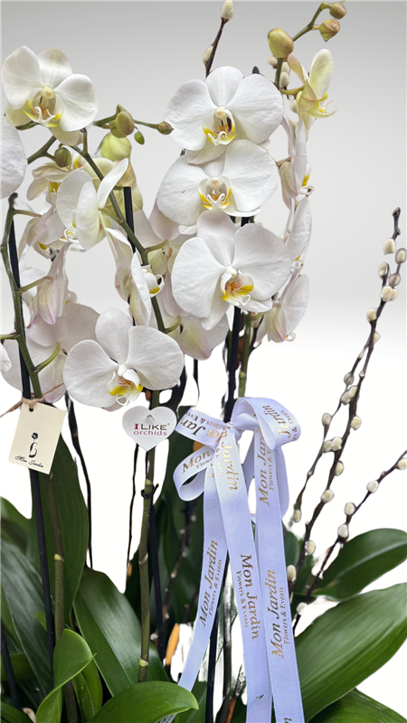 BEYAZ ORKİDE ARANJMANI