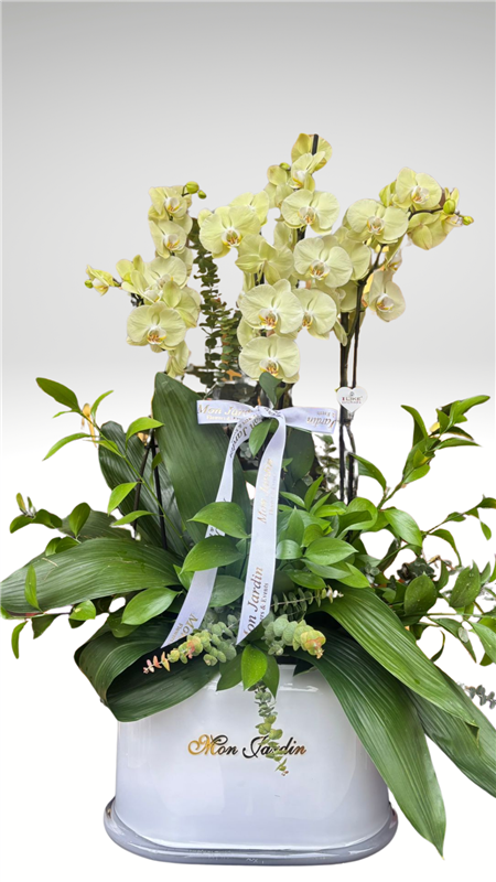 BEYAZ CAM VAZODA ORKİDE ARANJMANI