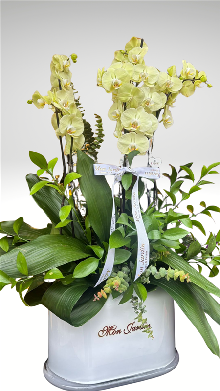 BEYAZ CAM VAZODA ORKİDE ARANJMANI