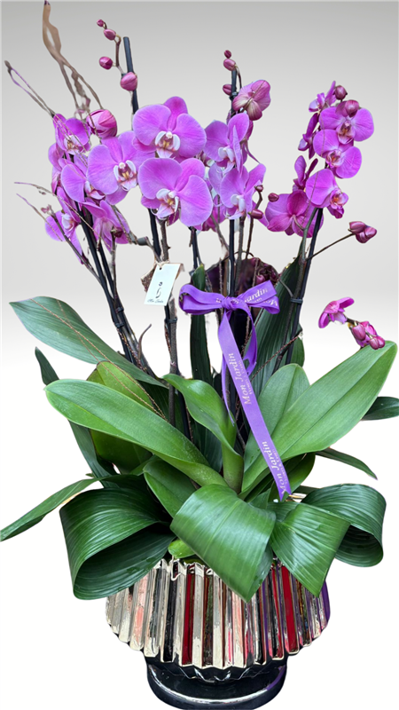 RENKLİ ORKİDE ARANJMANI