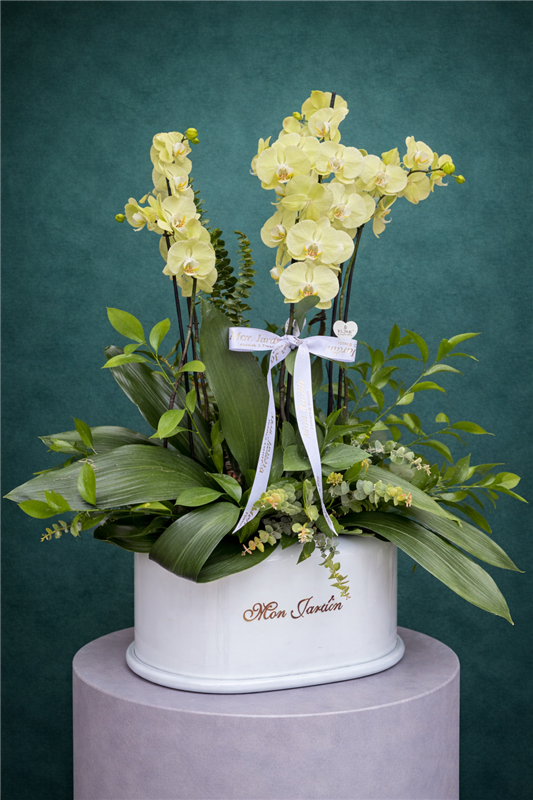 BEYAZ CAM VAZODA ORKİDE ARANJMANI