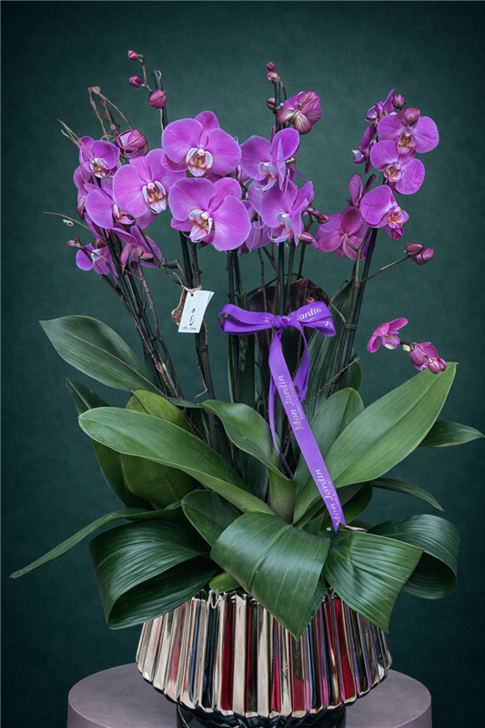 RENKLİ ORKİDE ARANJMANI