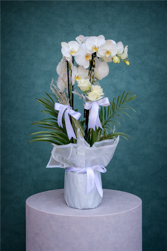 ÇİFT DALLI BEYAZ ORKİDE