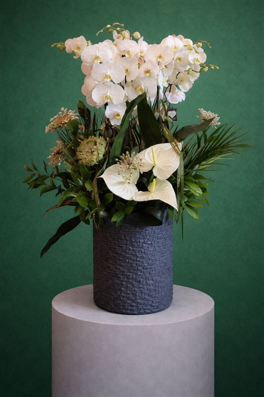 BEYAZ ORKİDE ARANJMANI