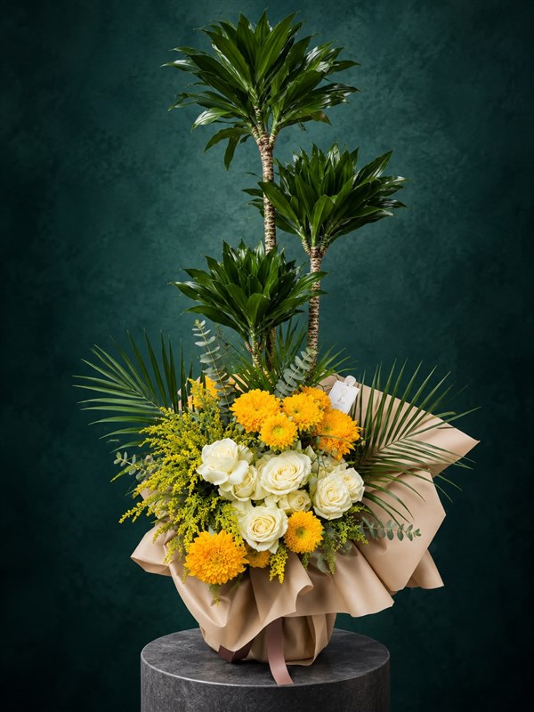 Dracaena Massangeana (Mısır Bitkisi)