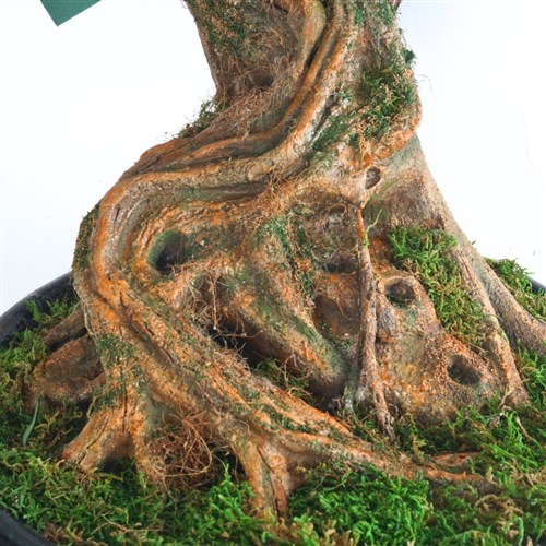 Premium Özel Tasarım Yapay Zen Bonsai 55-60cm