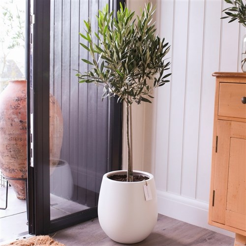 Premium Xl Plant Collection (Saksılı Zeytin Ağacı 100-120CM)