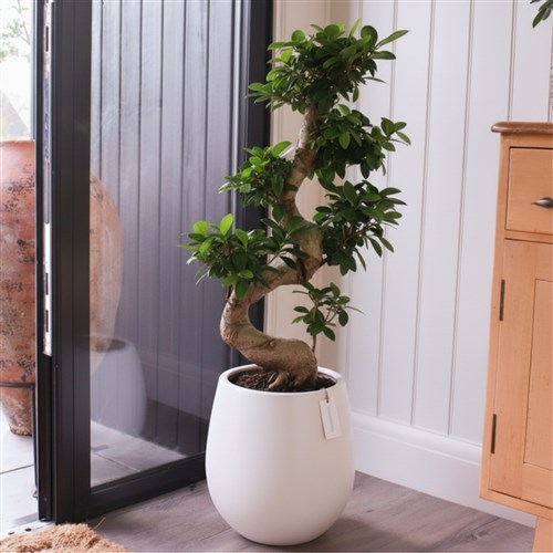 Premium Xl Plant Collection (S Bonsai Ağacı 80-90cm)