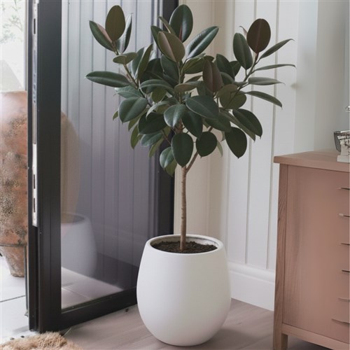 Premium Xl Plant Collection (Ficus Elastica 130-160CM)