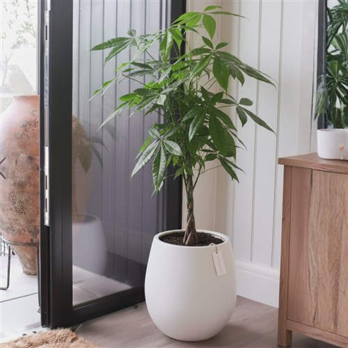 Premium Xl Plant Collection (Saksılı Pachira 140-160CM)