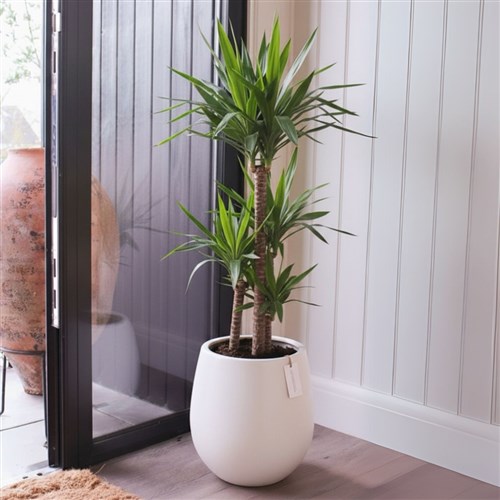 Premium Xl Plant Collection (Saksılı 3 Gövdeli Yuka Ağacı 100-120CM)