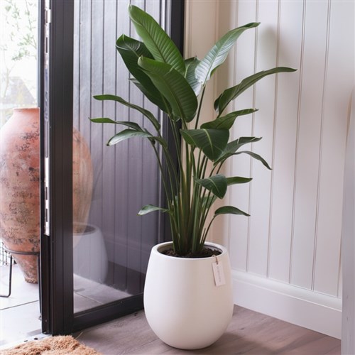 Premium Xl Plant Collection (Saksılı Starliçe 150-170CM)
