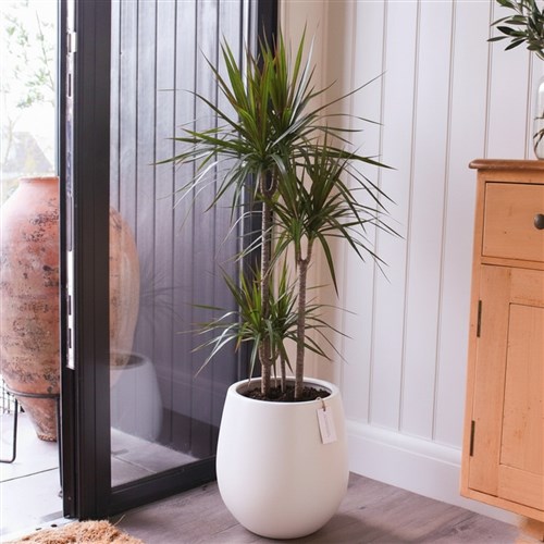Premium Xl Plant Collection (Draceana Ağacı 3 Gövdeli 100-120CM)