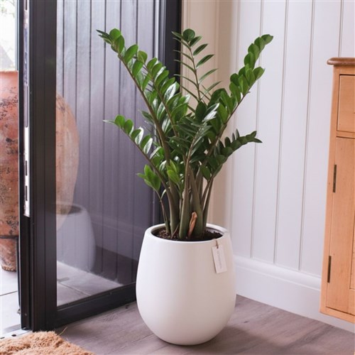 Premium Xl Plant Collection (Saksılı Zamia 100-120CM)