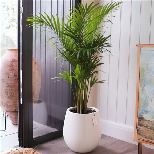 Premium Xl Plant Collection (Saksılı Areka Palmiyesi 140-160CM)